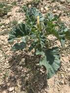 Image de Datura ferox L.