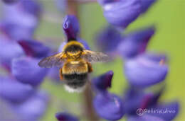 Image of Bombus sporadicus Nylander 1848