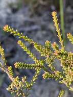 Image of Baeckea diosmifolia Rudge