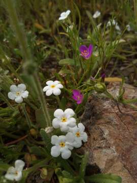 Plancia ëd Plagiobothrys nothofulvus (A. Gray) A. Gray