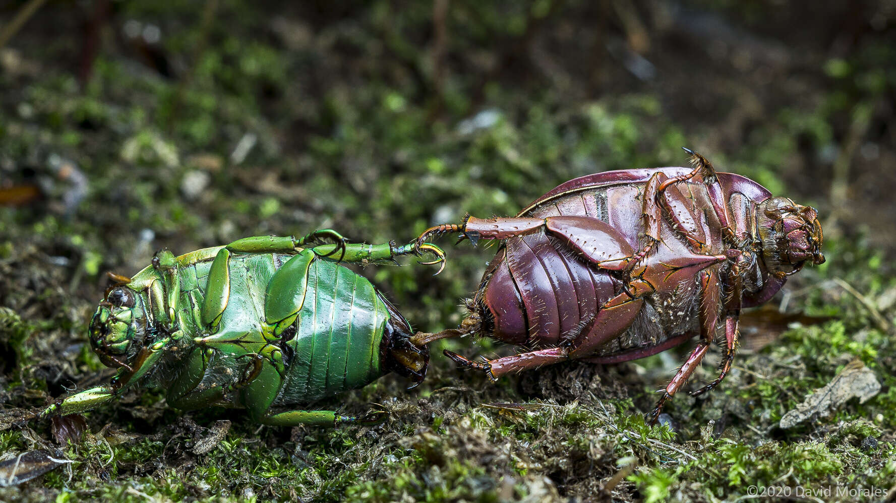 Imagem de Chrysina costata (Blanchard 1850)