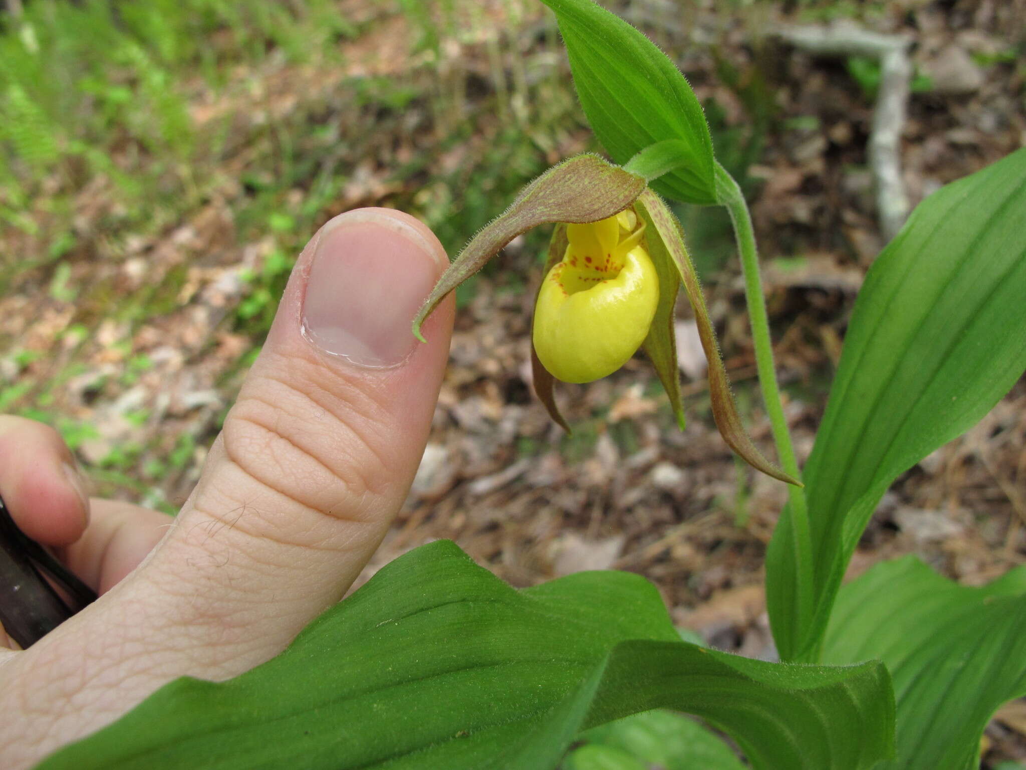 Imagem de Cypripedium parviflorum var. parviflorum