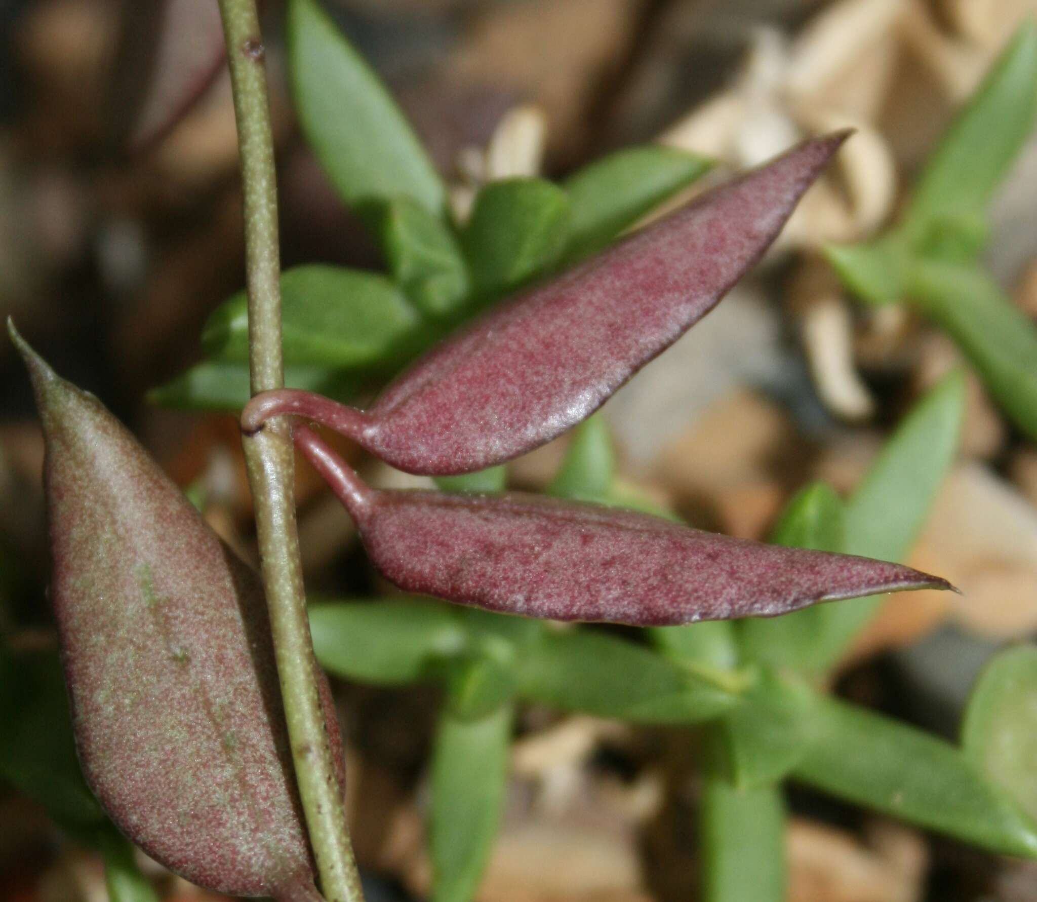 Image of Ceropegia africana subsp. africana