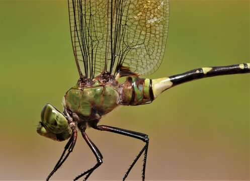 Imagem de Anax tristis Hagen 1867