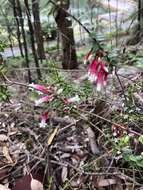 Image of Epacris longiflora Cav.