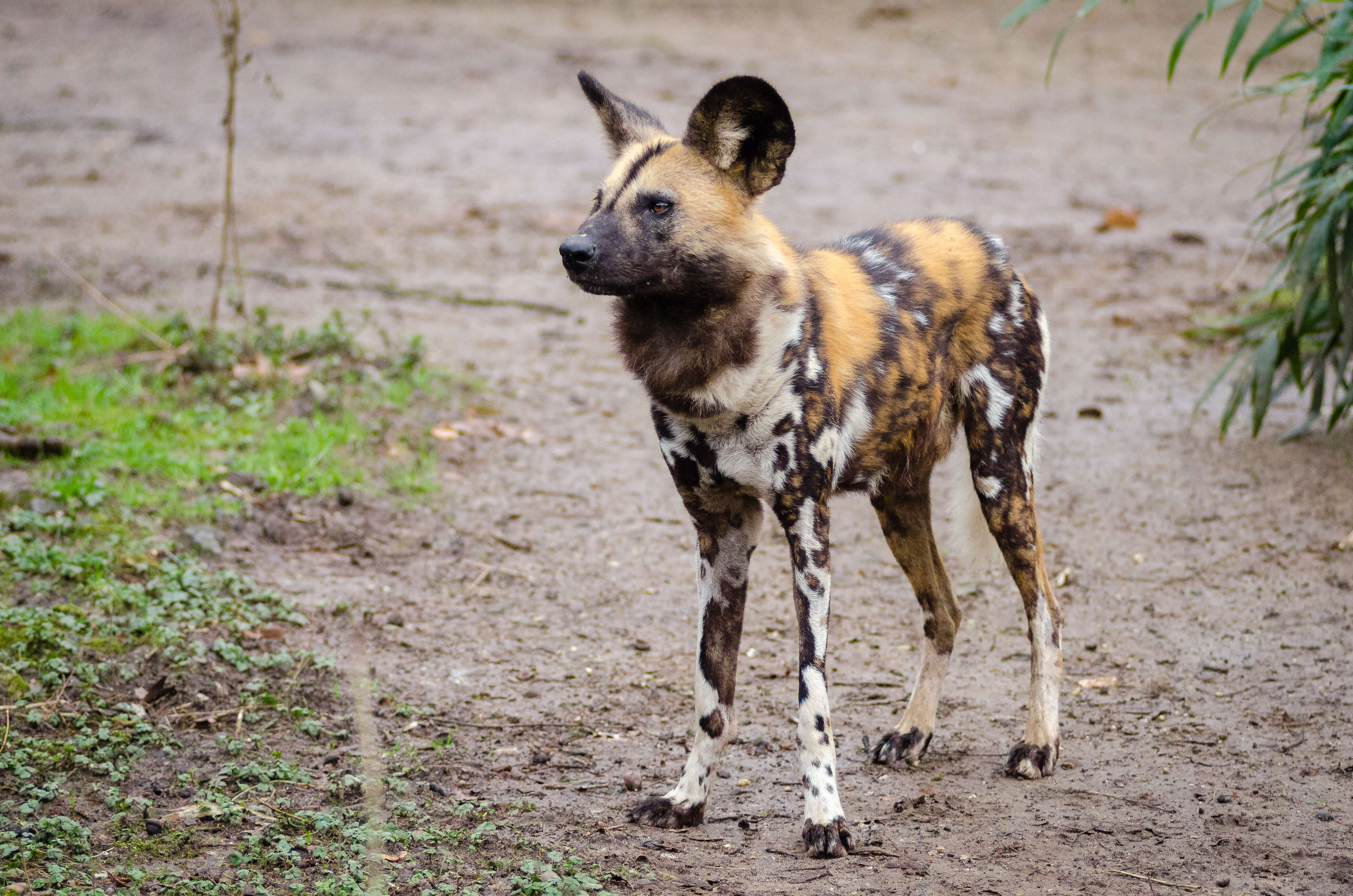 Image of African Wild Dog