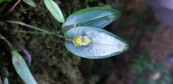 Image of Pleurothallis dorotheae Luer