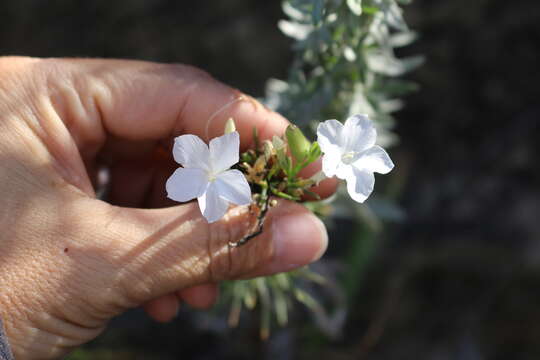 Image of flaxflowered ipomopsis