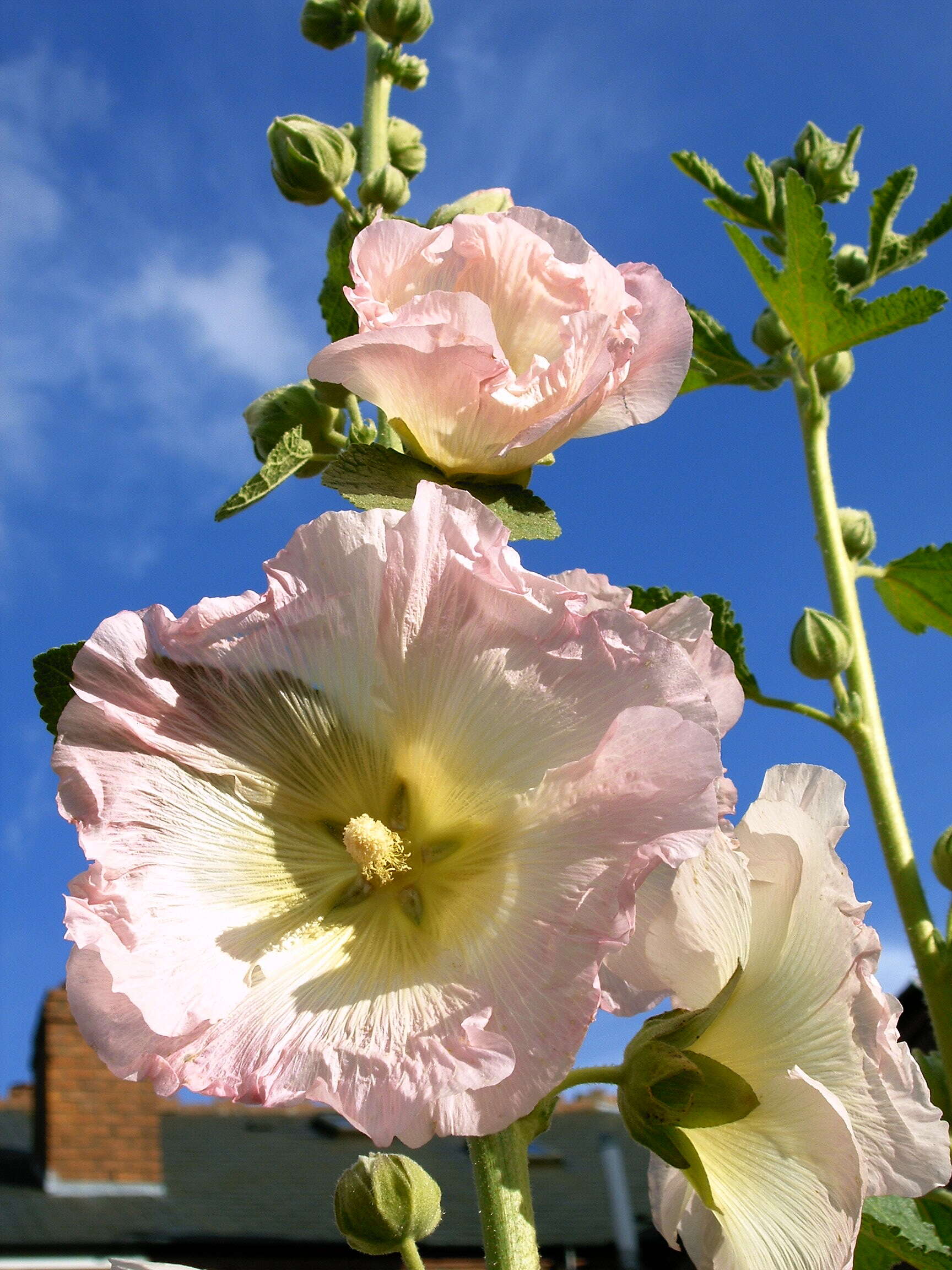 Image of hollyhock