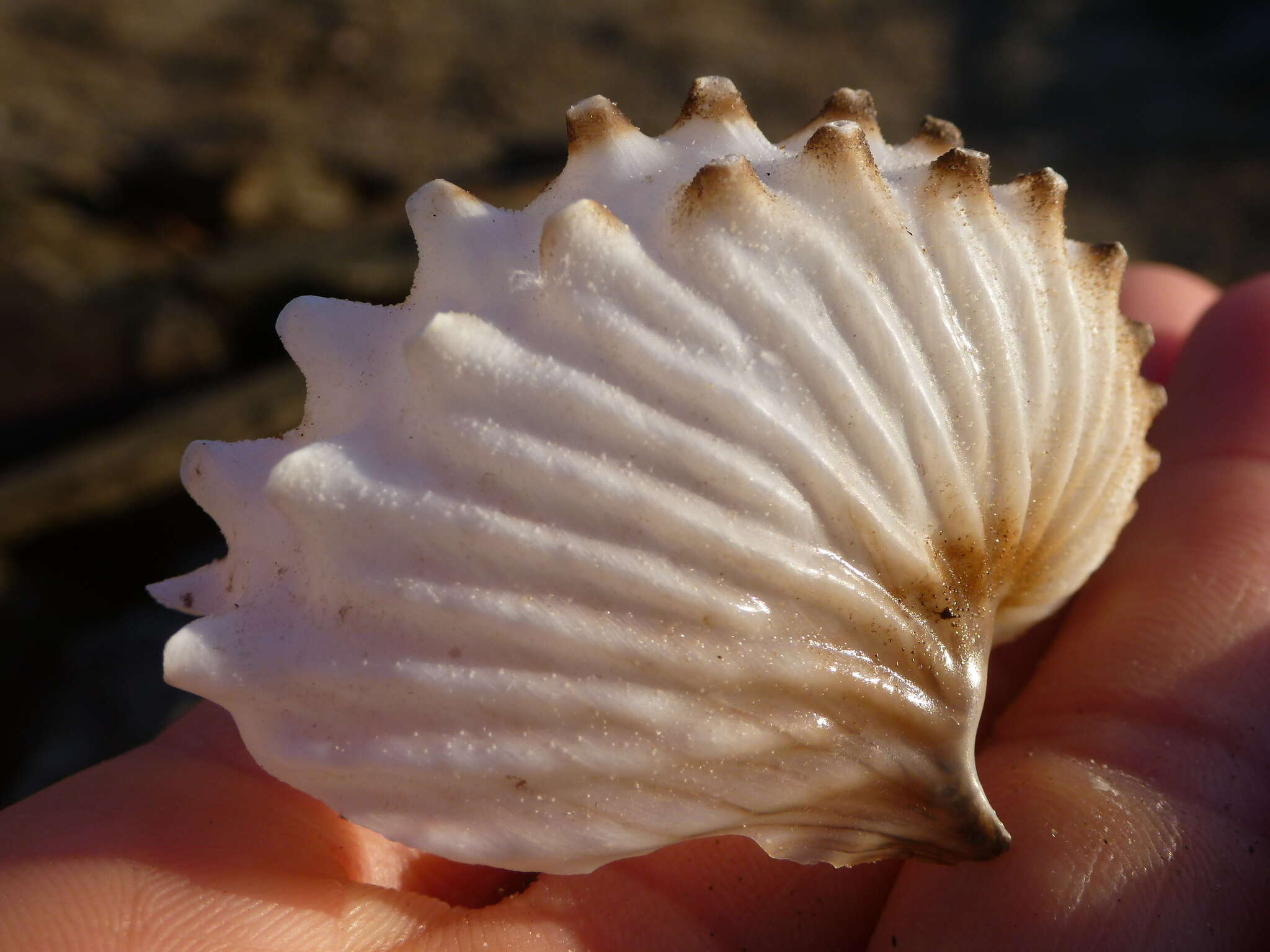 Image of rough-keeled argonaut