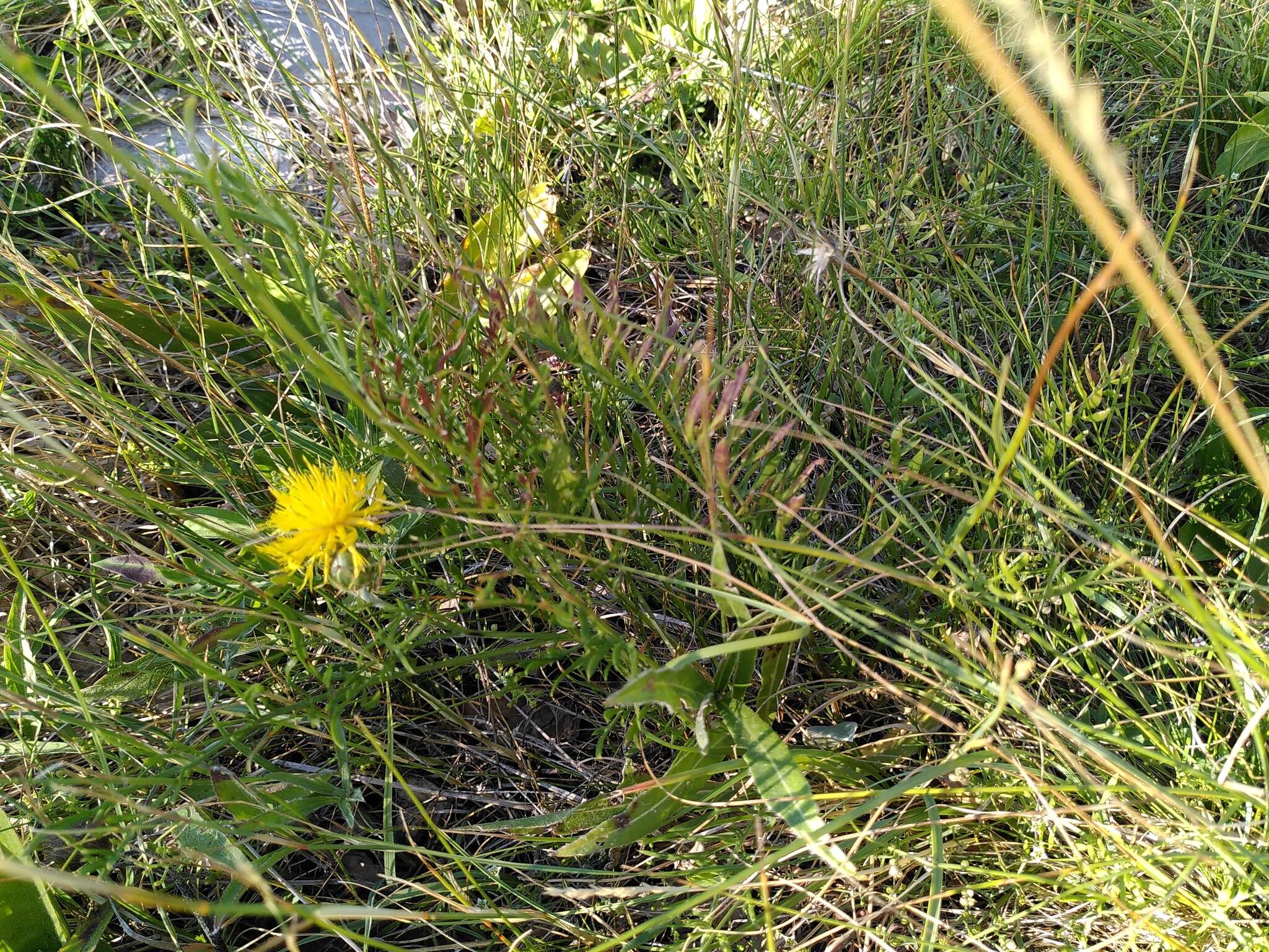 Image of Centaurea rupestris L.