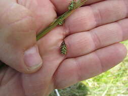 Image of boreal bog sedge