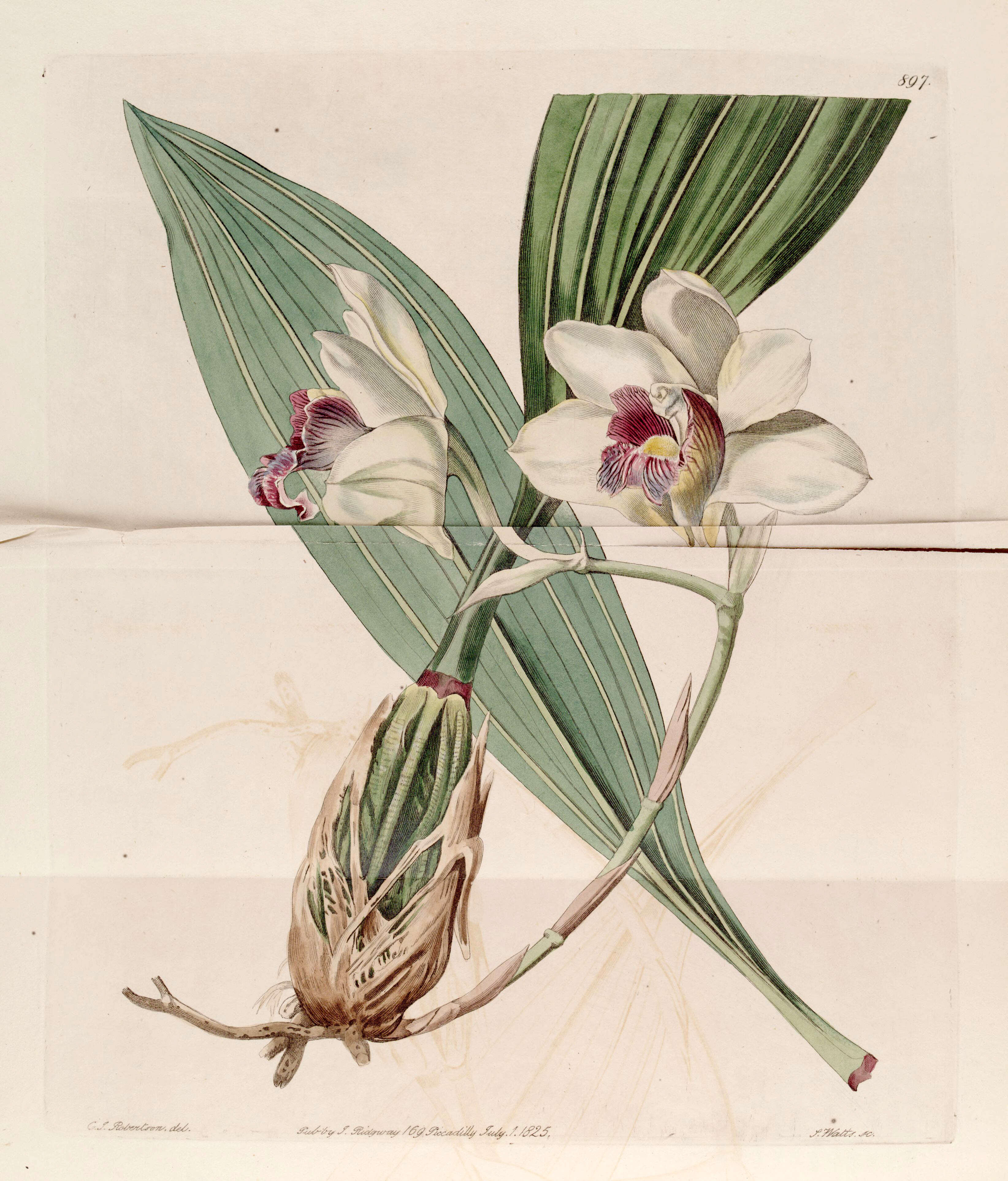 Image de Bifrenaria harrisoniae (Hook.) Rchb. fil.