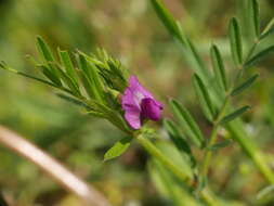 Image of Vicia sativa subsp. segetalis (Thuill.) Celak.