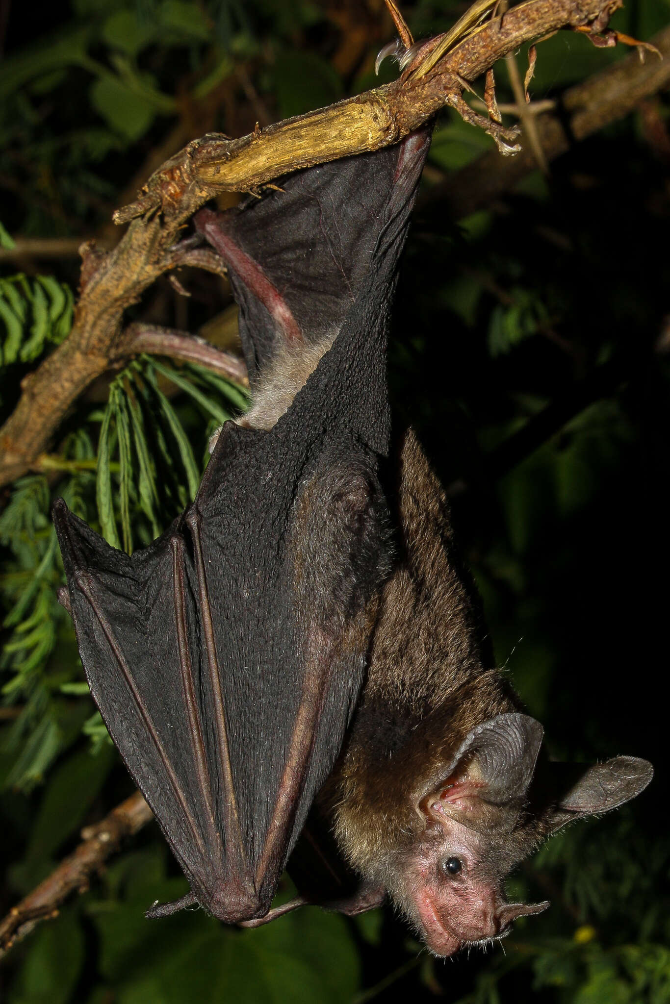 Image of greater round-eared bat