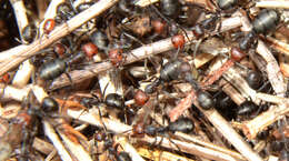 Image of Thatching ant