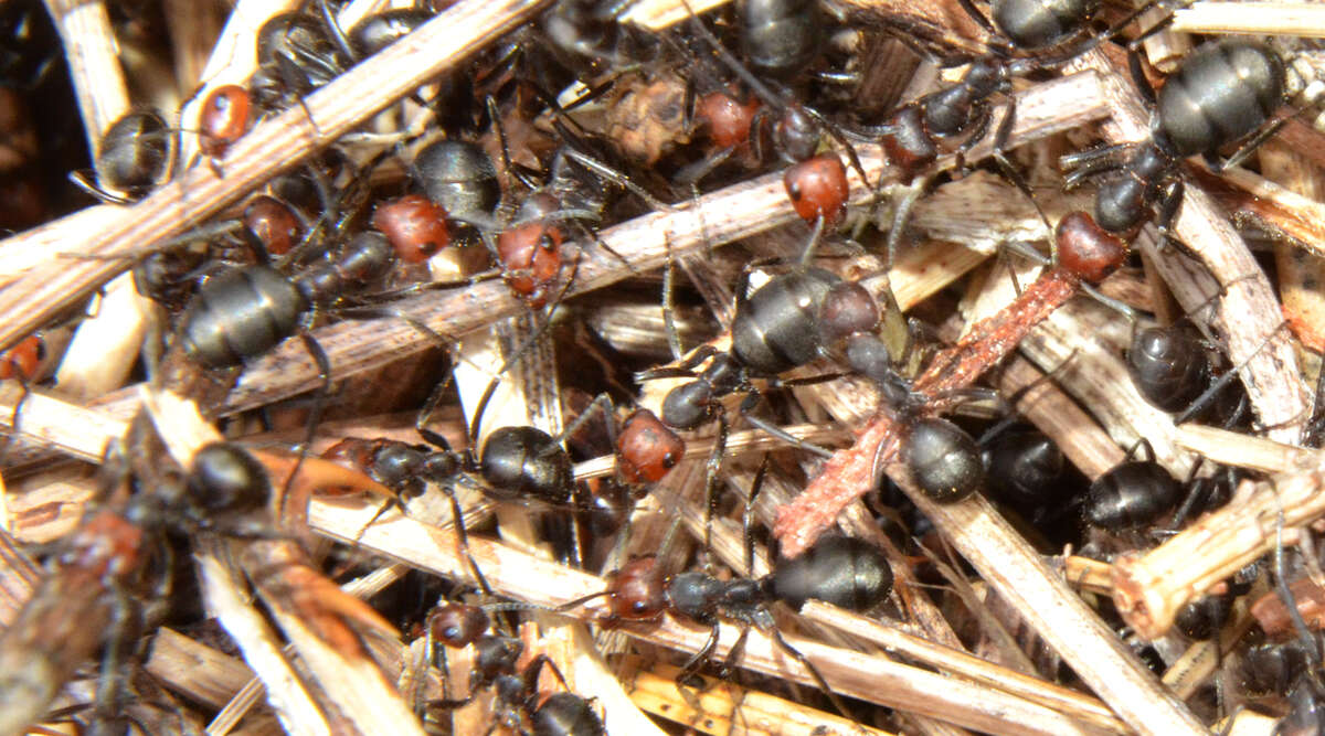 Image of Thatching ant