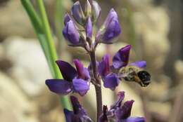 Image of Eucera frater albopilosa (Fowler 1899)