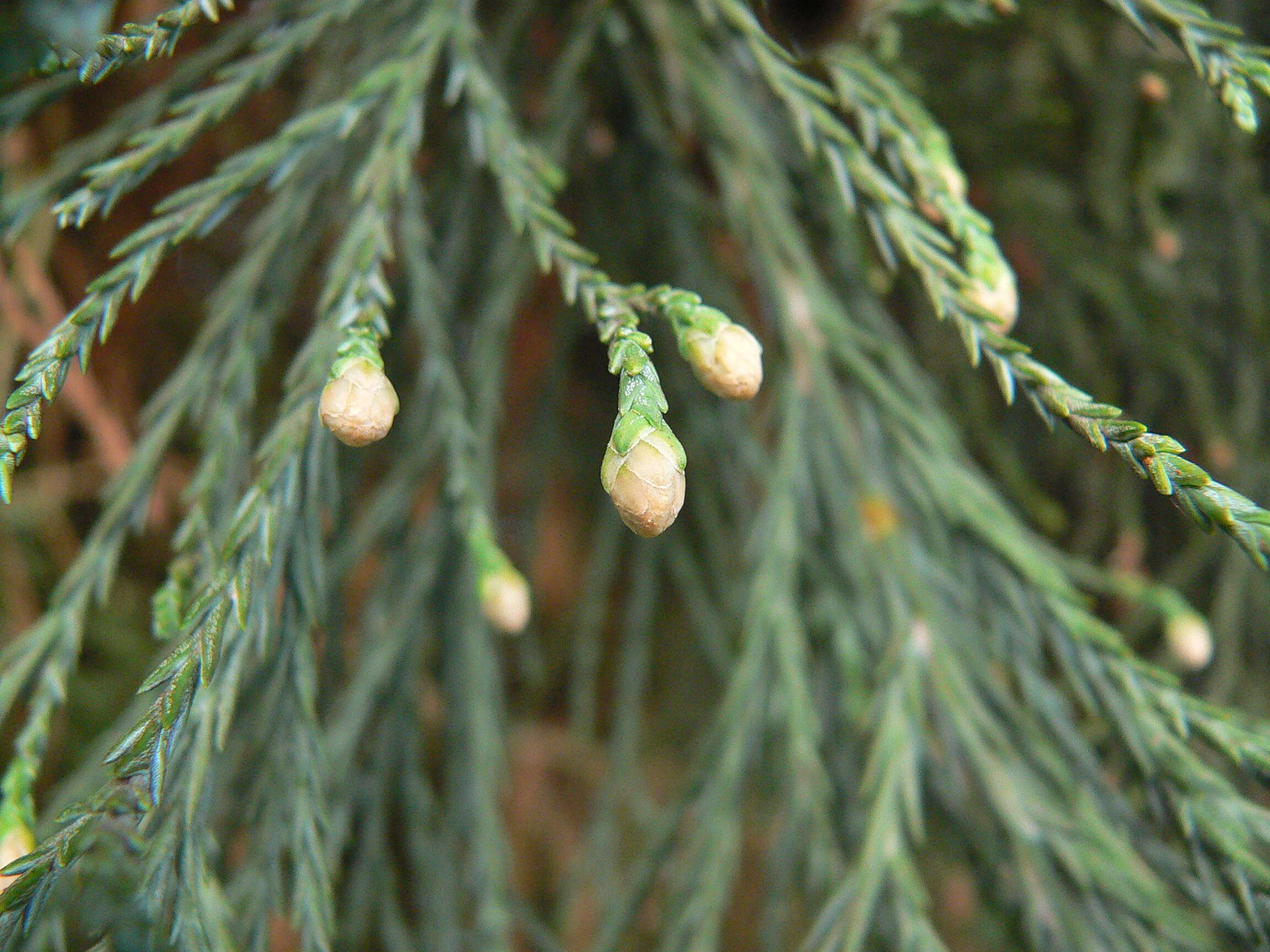 Image of giant sequoia