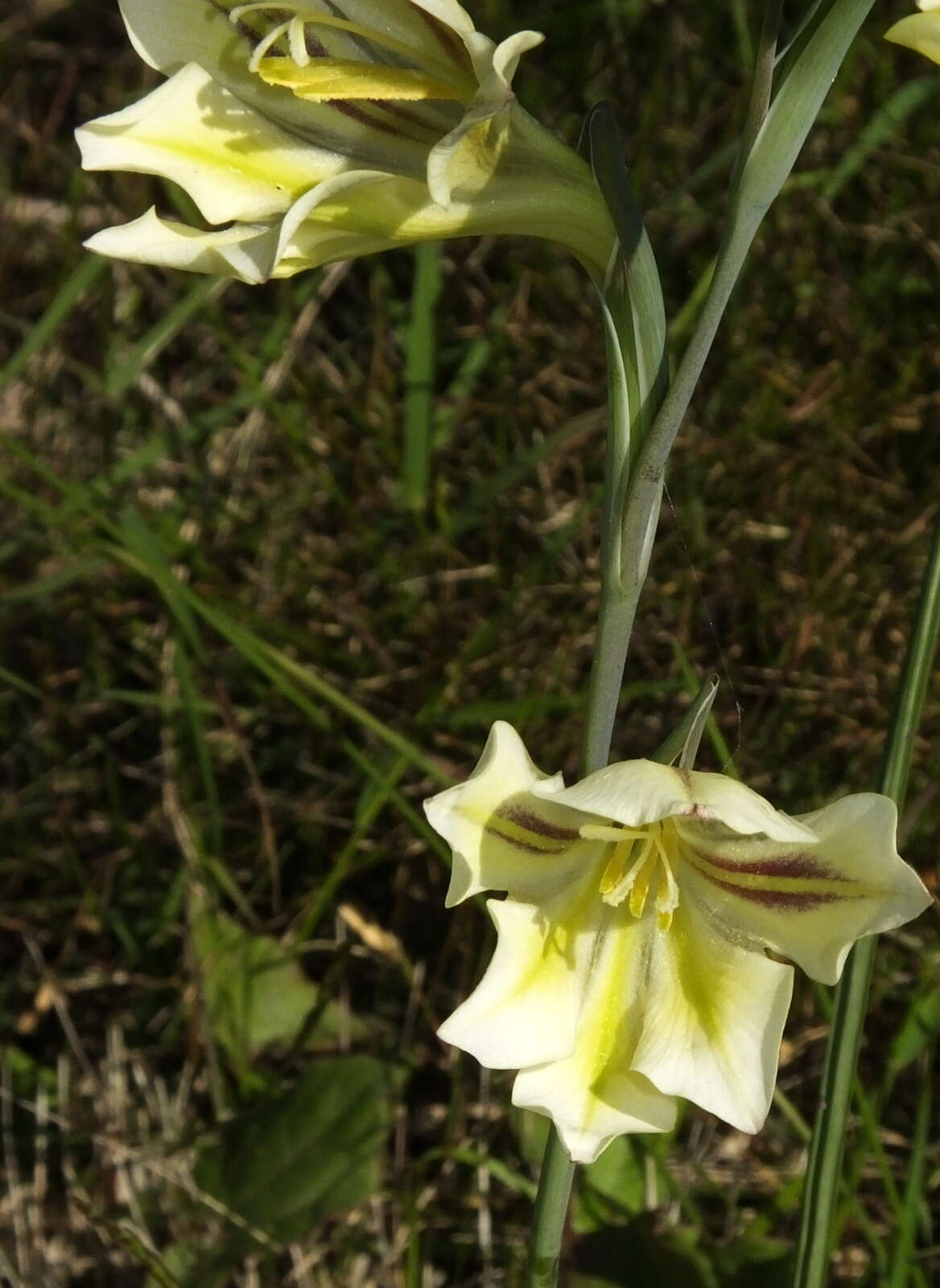 Image of ever-flowering gladiolus