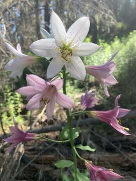 Image of Cascade lily