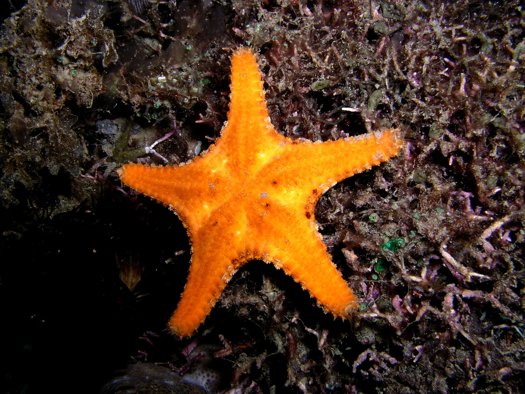 Image of cushion stars