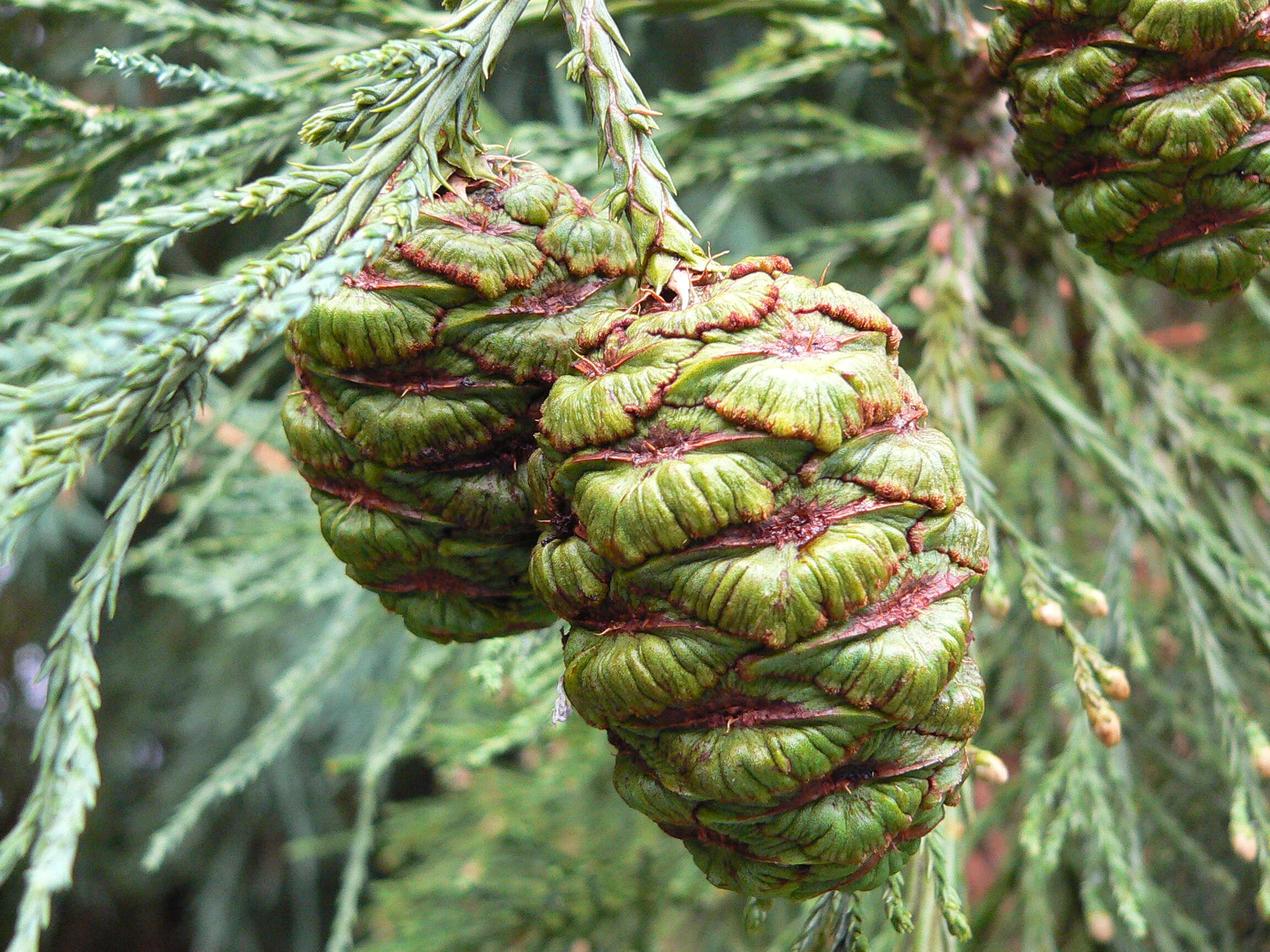 Image of giant sequoia