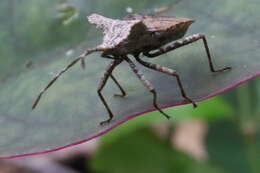 Image of Acanonicus laticornis (Burmeister 1835)