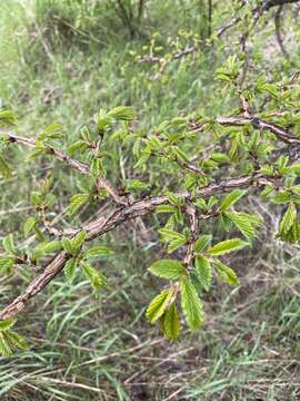 Image of Japanese elm