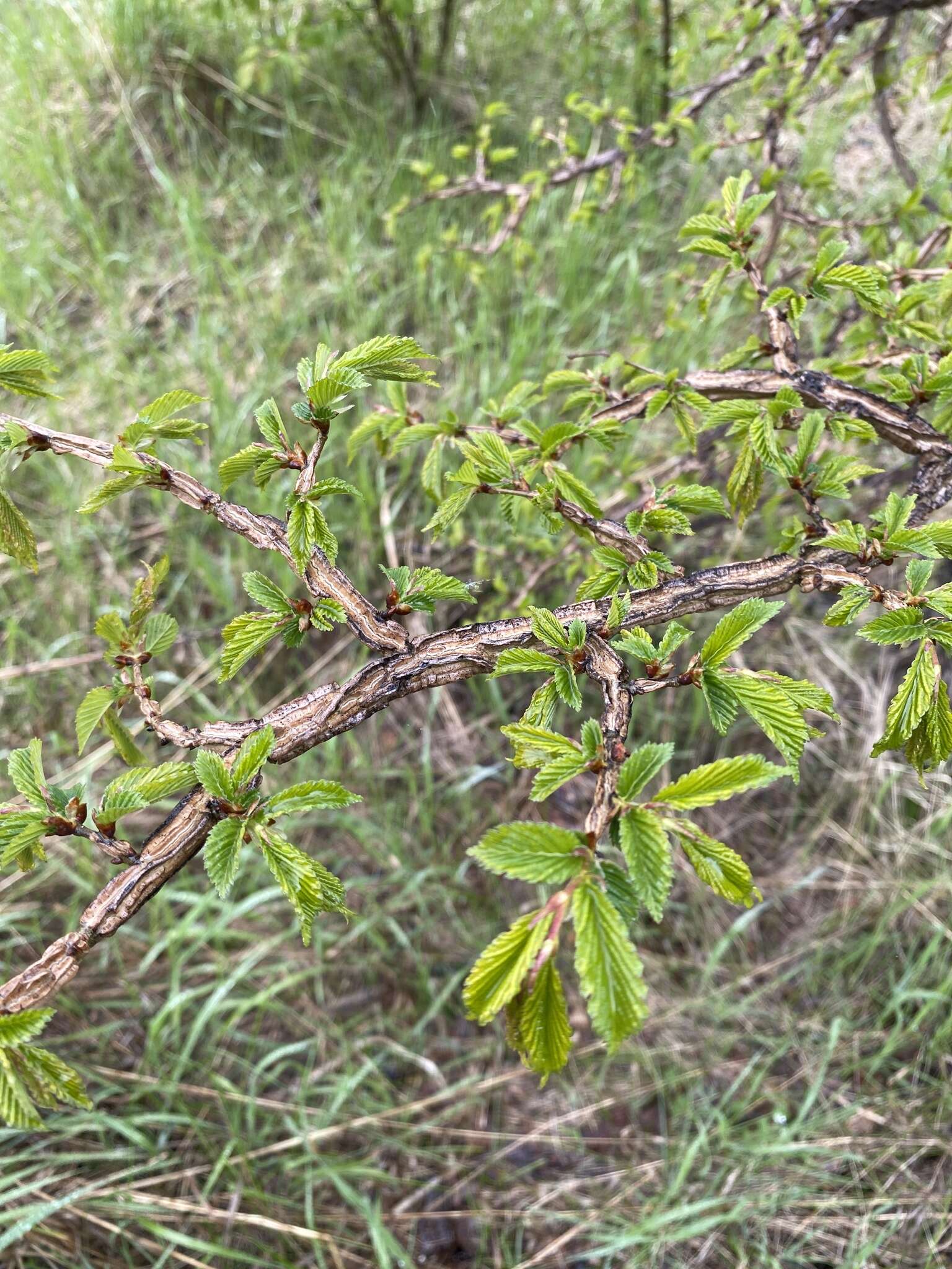 Image de Ulmus davidiana var. japonica (Rehd.) Nakai