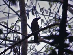 Image of Golden-collared Toucanet