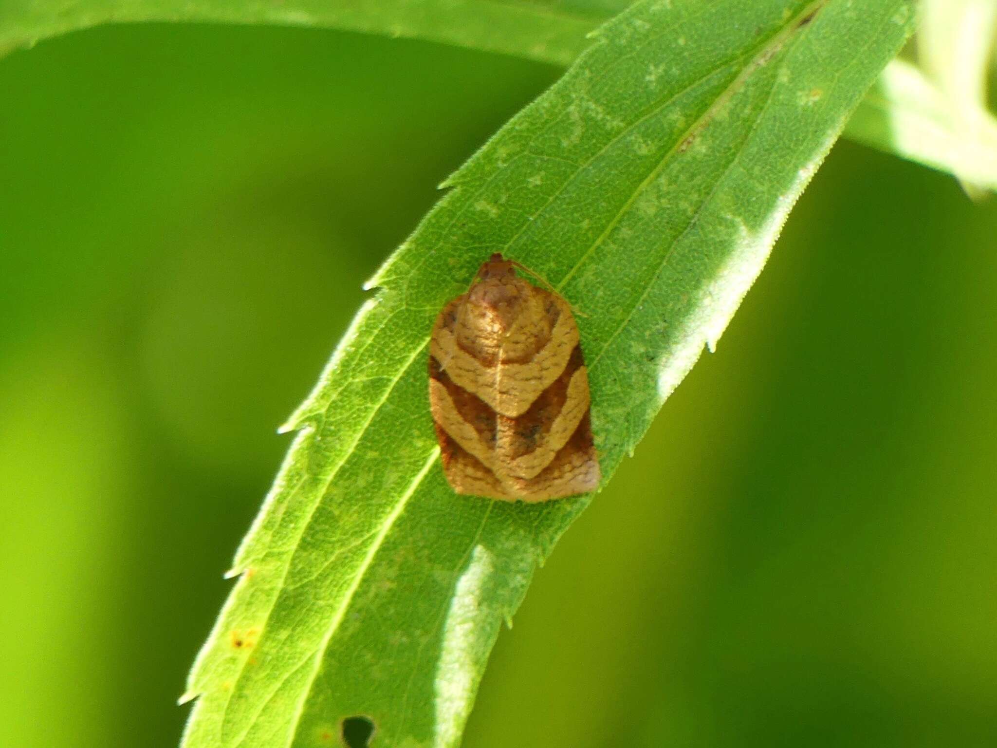 Image of Spotted Fireworm Moth