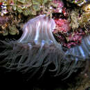 Image of Colonial Anemone