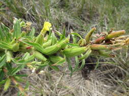 Image of evening primrose