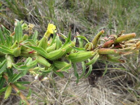 Imagem de Oenothera oakesiana (A. Gray) S. Watson