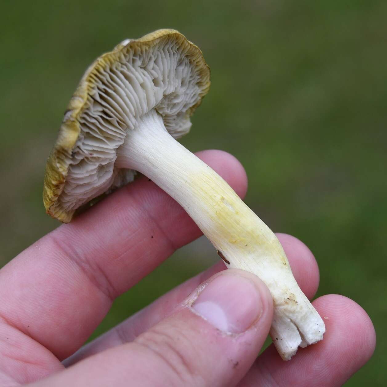 Plancia ëd Tricholoma viridilutescens M. M. Moser 1978