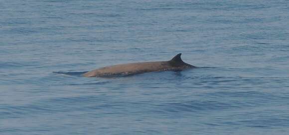 Image de Baleine de Cuvier