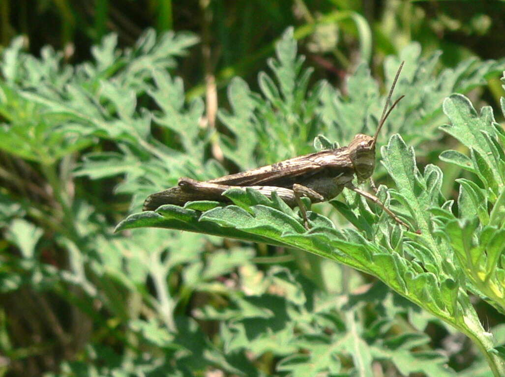 Image of Morphacris fasciata (Thunberg 1815)