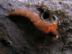 Image of four-colour nudibranch