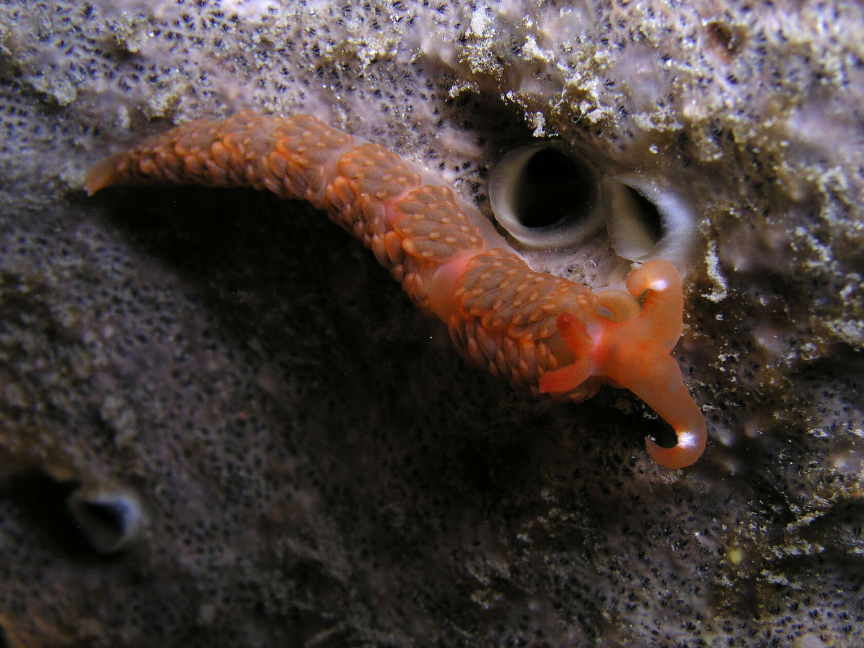 Image of four-colour nudibranch