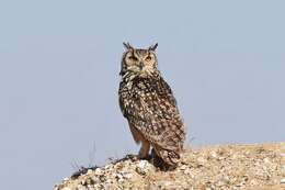 Image of Indian Eagle-Owl