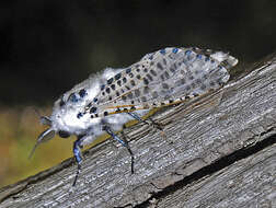 Image of leopard moth