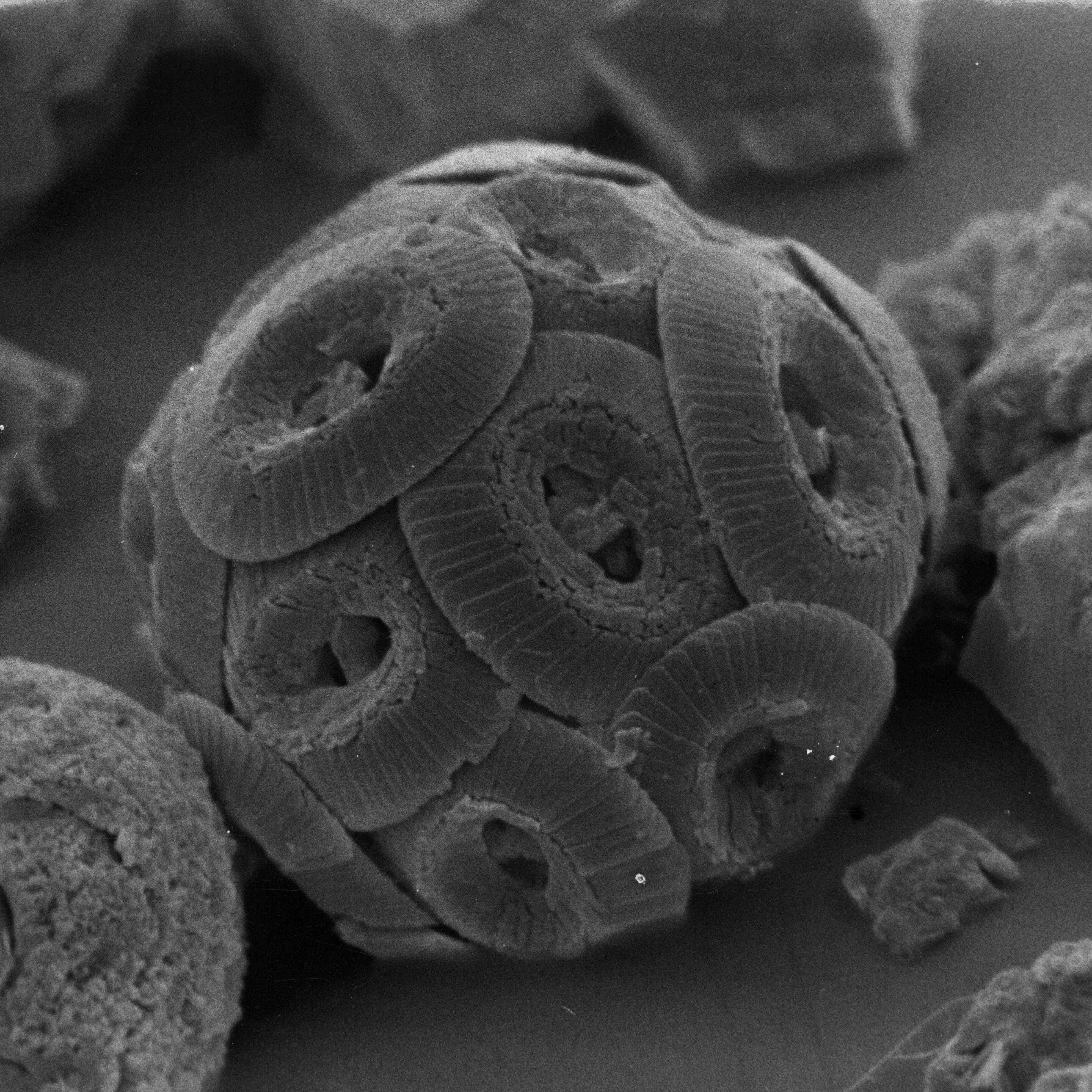 Imagem de Coccolithaceae