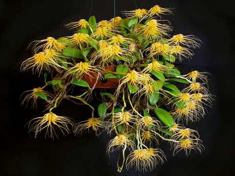 Imagem de Bulbophyllum vaginatum (Lindl.) Rchb. fil.