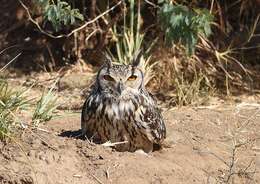 Image of Indian Eagle-Owl