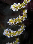 Image of Black corals
