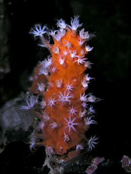 Image of orange finger coral