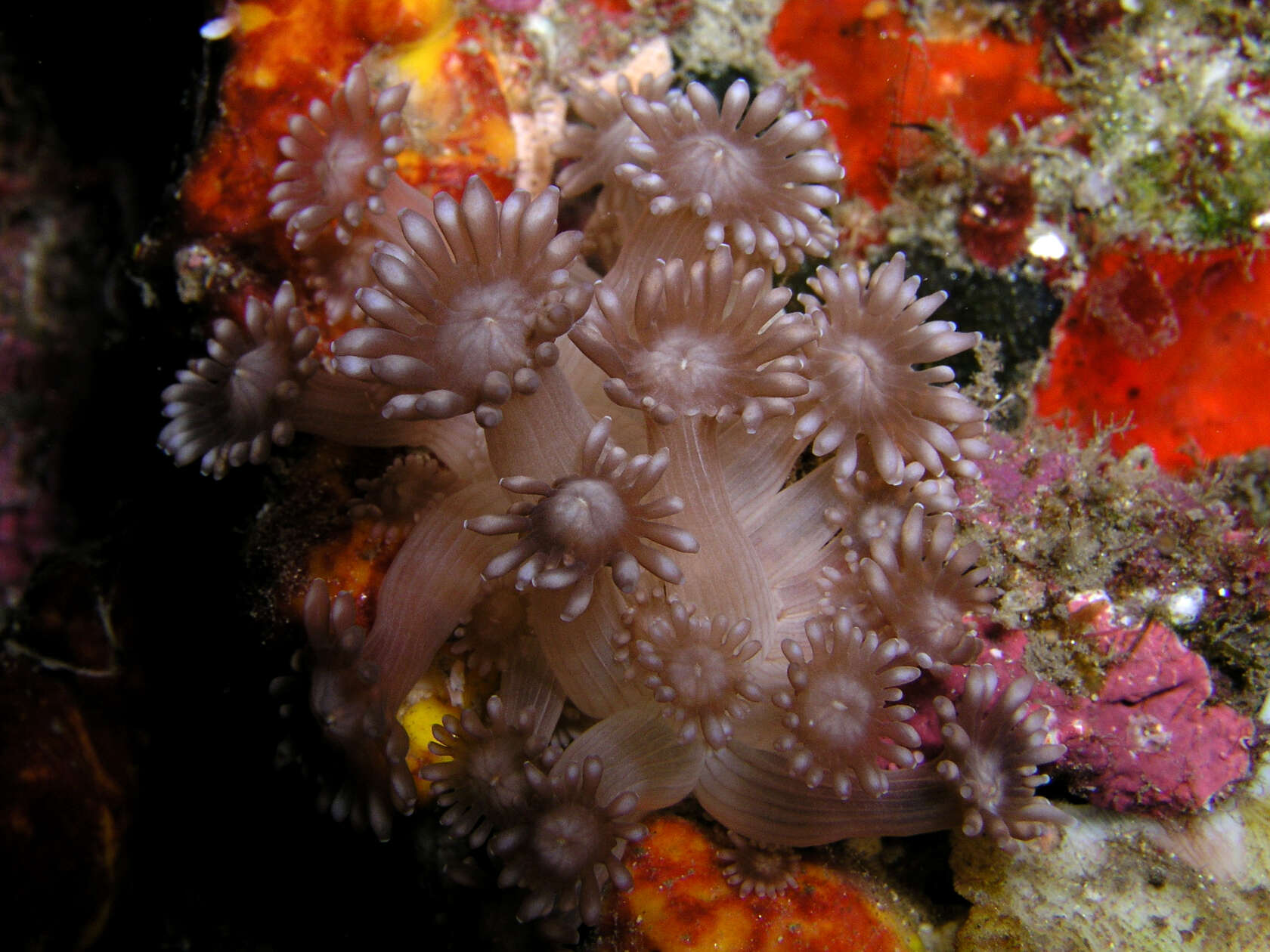 Image of Flowerpot corals