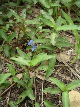 صورة Commelina forskaolii Vahl