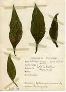 Image of Ophiomyia maura (Meigen 1838)